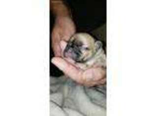French Bulldog Puppy for sale in Eight Mile, AL, USA