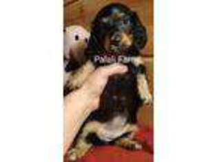 Dachshund Puppy for sale in Broken Bow, OK, USA