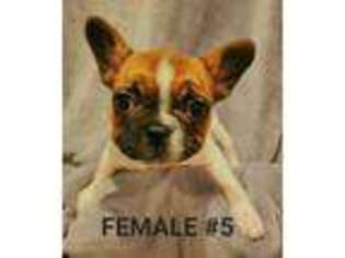 French Bulldog Puppy for sale in Grove, OK, USA