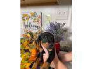 Doberman Pinscher Puppy for sale in Raleigh, NC, USA
