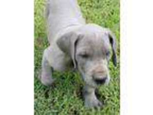 Great Dane Puppy for sale in Mound Valley, KS, USA