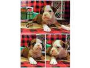 Olde English Bulldogge Puppy for sale in Mount Sterling, KY, USA