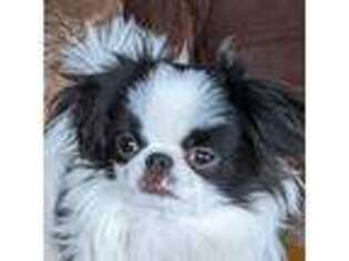 Mutt Puppy for sale in Atkinson, NE, USA