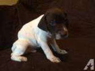 German Shorthaired Pointer Puppy for sale in SOUTHAVEN, MS, USA