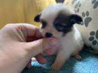 Papillon Puppy for sale in Piketon, OH, USA