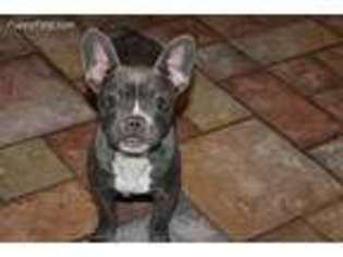French Bulldog Puppy for sale in Robesonia, PA, USA