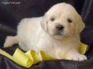 Golden Retriever Puppy for sale in Mount Vernon, TX, USA