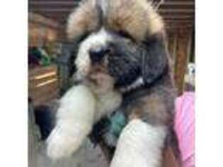 Tibetan Mastiff Puppy for sale in Glasgow, KY, USA