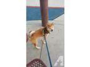 Shiba Inu Puppy for sale in GLENDALE, AZ, USA