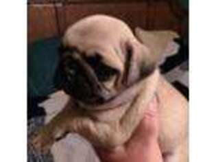 Pug Puppy for sale in Kernersville, NC, USA