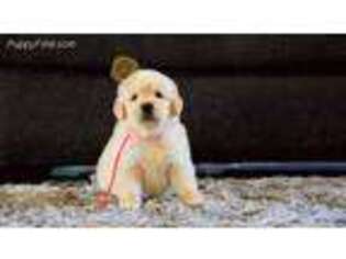 Golden Retriever Puppy for sale in Hollywood, FL, USA