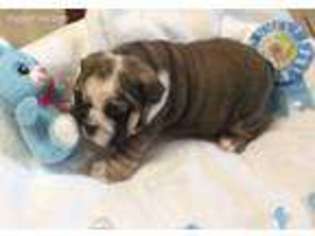 Bulldog Puppy for sale in Decatur, TX, USA