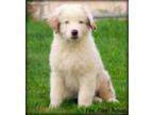 Australian Shepherd Puppy for sale in Crawford, NE, USA