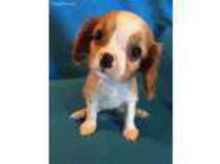 Cavalier King Charles Spaniel Puppy for sale in Selma, CA, USA