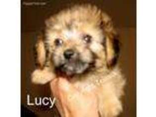 Mutt Puppy for sale in Alturas, CA, USA