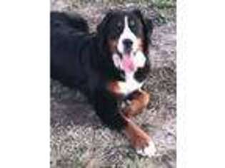 Bernese Mountain Dog Puppy for sale in Maryville, MO, USA