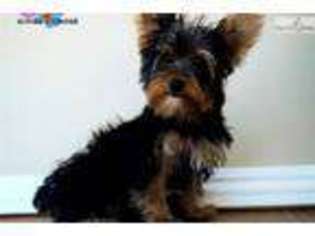 Yorkshire Terrier Puppy for sale in Chico, CA, USA