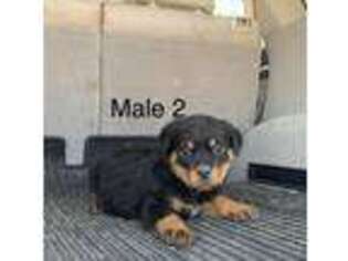Rottweiler Puppy for sale in Culbertson, NE, USA