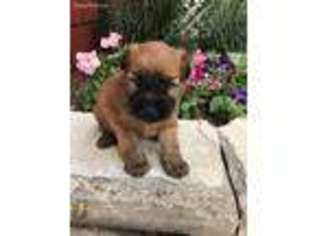 Soft Coated Wheaten Terrier Puppy for sale in Homewood, IL, USA