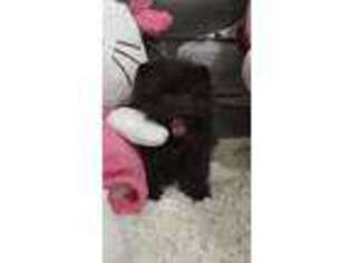 Pomeranian Puppy for sale in Hartford, CT, USA
