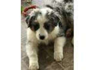 Australian Shepherd Puppy for sale in Conyers, GA, USA
