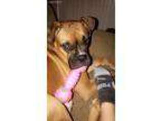Boxer Puppy for sale in Conway, SC, USA