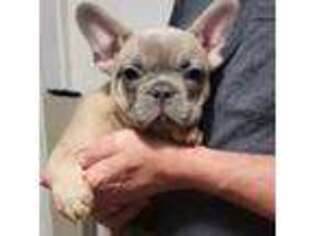 French Bulldog Puppy for sale in Hemingway, SC, USA