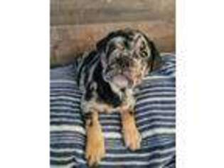 Mutt Puppy for sale in Seaford, NY, USA