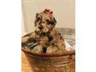 Labradoodle Puppy for sale in Douglas, GA, USA