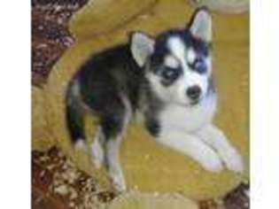 Alaskan Klee Kai Puppy for sale in Battle Ground, WA, USA