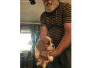 Cavalier King Charles Spaniel Puppy for sale in Maysville, GA, USA