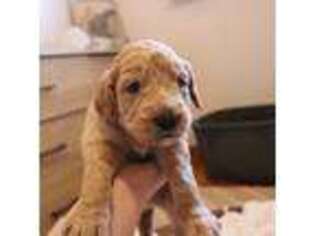 Goldendoodle Puppy for sale in Ravenswood, WV, USA