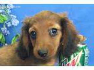 Dachshund Puppy for sale in Safford, AZ, USA