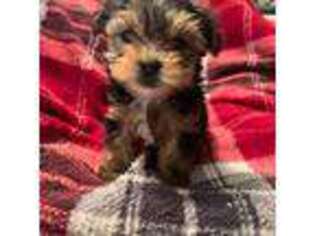 Yorkshire Terrier Puppy for sale in Chama, NM, USA