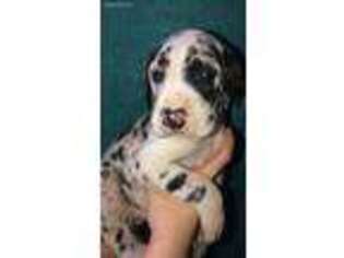 Great Dane Puppy for sale in Centre, AL, USA