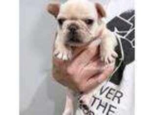 French Bulldog Puppy for sale in Renton, WA, USA