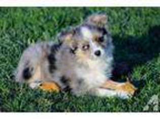 Miniature Australian Shepherd Puppy for sale in RICHMOND, IN, USA