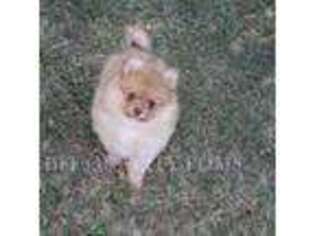 Pomeranian Puppy for sale in Mountain Grove, MO, USA