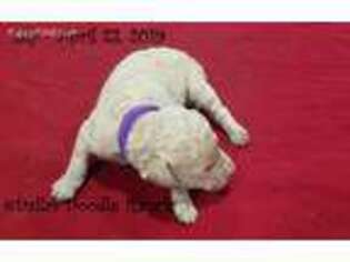 Mutt Puppy for sale in Trenton, TX, USA