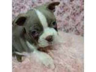 Boston Terrier Puppy for sale in Telephone, TX, USA