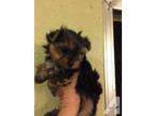 Yorkshire Terrier Puppy for sale in WICHITA FALLS, TX, USA