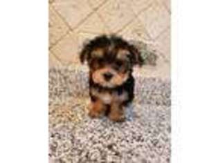 Mutt Puppy for sale in South Elgin, IL, USA