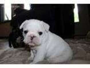 French Bulldog Puppy for sale in Montague, NJ, USA