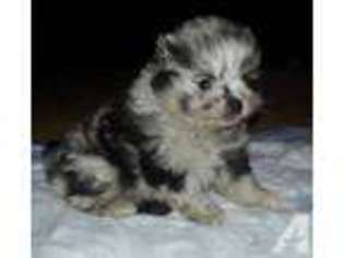 Pomeranian Puppy for sale in CYNTHIANA, IN, USA