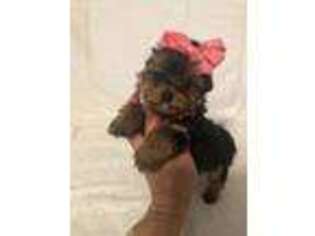 Yorkshire Terrier Puppy for sale in Muldrow, OK, USA