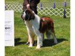 Saint Bernard Puppy for sale in Carlisle, PA, USA