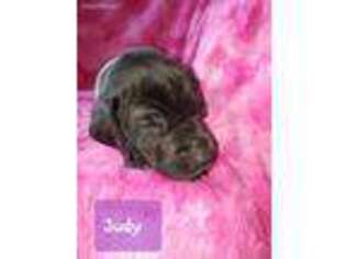 Great Dane Puppy for sale in Pontotoc, MS, USA