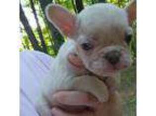 French Bulldog Puppy for sale in Vermilion, OH, USA