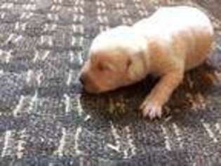 Labrador Retriever Puppy for sale in Sioux Center, IA, USA