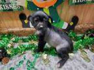 Chinese Crested Puppy for sale in Tunas, MO, USA